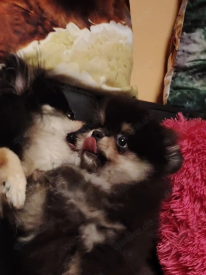 Pomerania Zwergspitz Reinrassig!