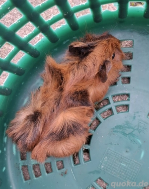 Meerschweinchen Weibchen 