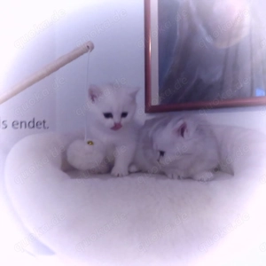 zauberhafte BKH-Kitten 