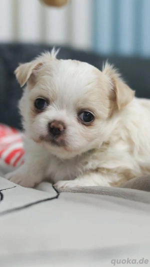 Chihuahua Rüden suchen ihre Familien