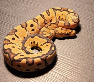 Gravel   Specter Clown Weibchen abzugeben