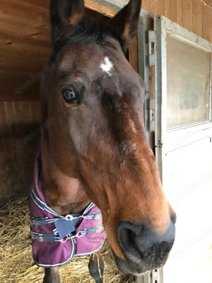 Pflegebeteiligung für bedingt reitbares Pferd