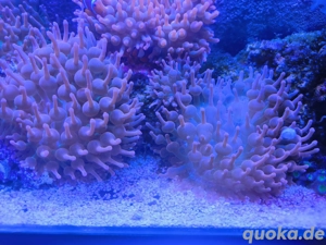 Entacmaea Anemone Sunburst