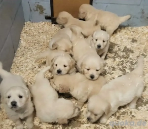 Golden Retriever Welpen abzugeben