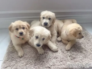 Wunderschöne Golden-Retriever-Welpen