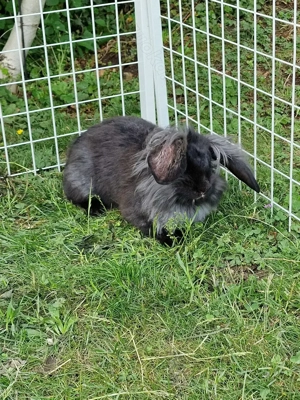 Löwenkopf - Widder Mix Hase 