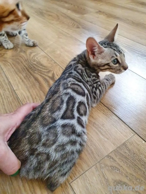 Bengal-Kätzchen WhatsApp: (15510055069)
