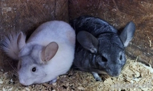 Chinchilla Weibchen