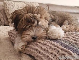 Havaneser für die Seele