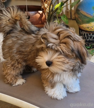 Havaneser für die Seele