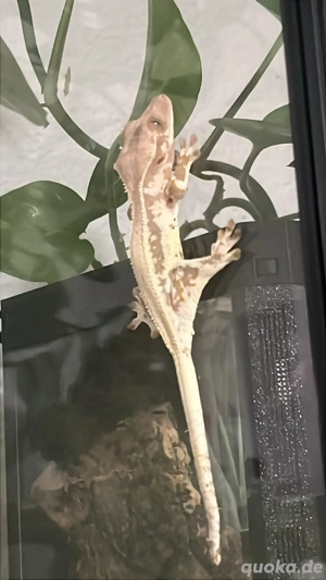 Lilly white Kronengecko