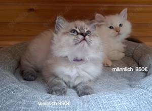 Neva masquarade mit Stammbaum sibirische katze