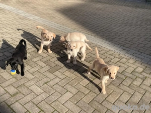 Labrador Welpen abzugeben