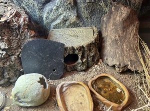 Leopardgecko mit Terrarium zu verschenken 