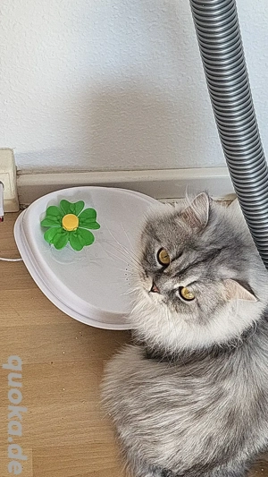 Kater sucht zuhause für immer