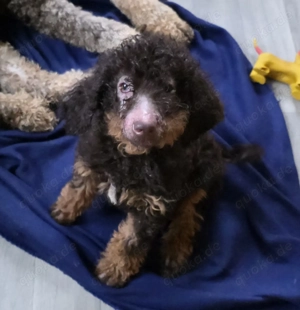 Süßer Großpudel Junge sucht Zuhause gegen Schutzgebühr! 