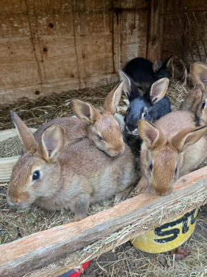 Stallhasen  Babyhasen zu verkaufen 