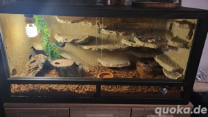 **Leopardengeckos mit Terrarium abzugeben**