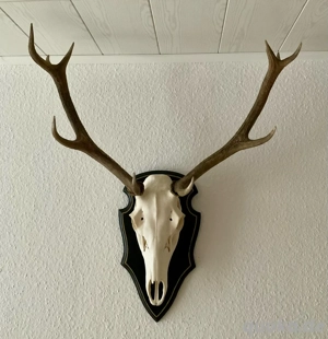 10 Ender Hirschgeweih Jagdtrophäe Abwurfstangen auf Echtschädel