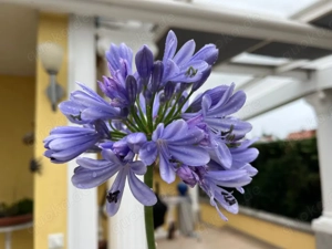 Zierlilie, Agapanthus, sehr kräftige, XXL- Pflanze, 55 cm ! Topf