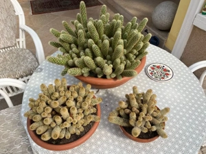 Kakteen, Warzenkaktus, XXL, 22-60 cm, Mamillaria Elongata, kerngesund
