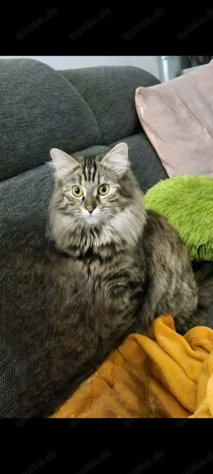 Katze sucht ihr Für-Immer-Zuhause 