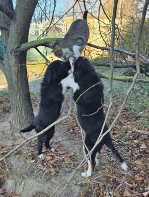 Border-Collie Mischlinge 