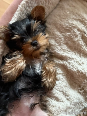 Yorkshire Terrier Welpen 