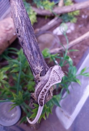 Kronengecko babys - Geschlecht unbekannt 