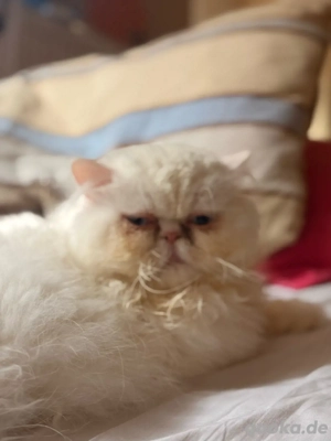 Himalayan-Perser Kater