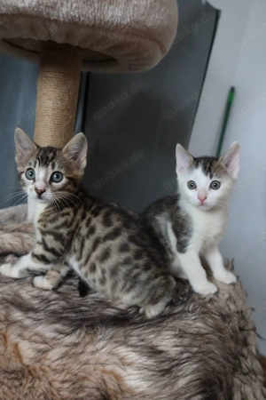 Bengal mix Katzenbabies