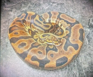 1.0 Leopard Redstripe 66% clown