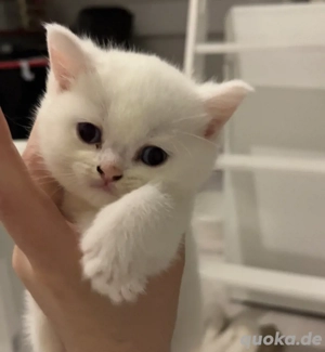 Kitten Britisch zu verkaufen