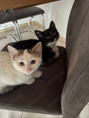 Geschwisterpärchen Luna und Milano schweren Herzens abzugeben 