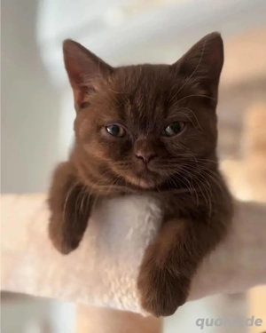 Britisch Kurzhaar-Kätzchen zur Adoption