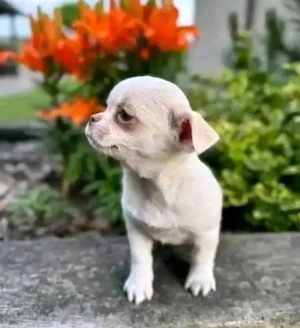 Wunderschöne Chihuahua-Welpen abzugeben