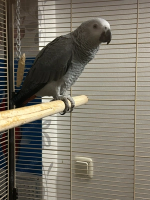 junge wunderschöne Kongo Graupapageien (1x männlich 1x weiblich)