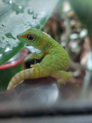 Phelsuma grandis Nachzuchten Madagaskar Taggecko 