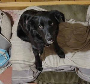 Anna, a.d.Tierschutz, sucht liebes Zuhause 