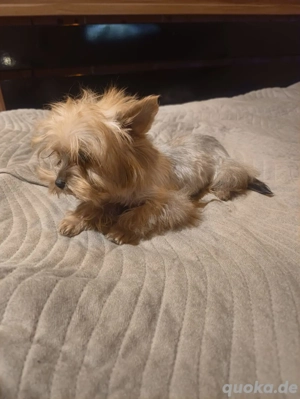 Yorkshire Terrier-Mini
