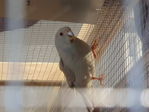 Ziegensittiche ab zu geben.