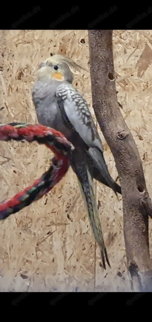 Nymphensittich Weiblich 