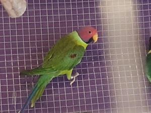 Plaumenkopfsittich 
