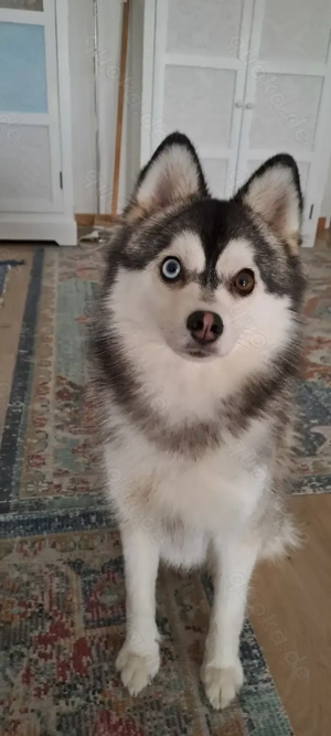 Pomsky Mini Husky 