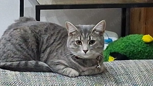 Katze zu verschenken