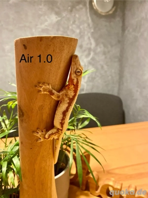 Kronengecko Correlophus ciliatus diverse Morphen