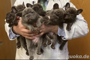 Französische Bulldogge welpen