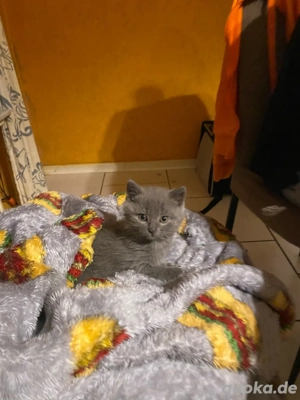 blh  bkh ekh mix kater 