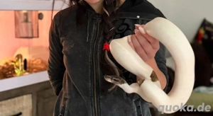 Piedbald königspython