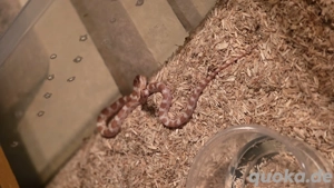 Kornnatter (Pantherophis guttatus)